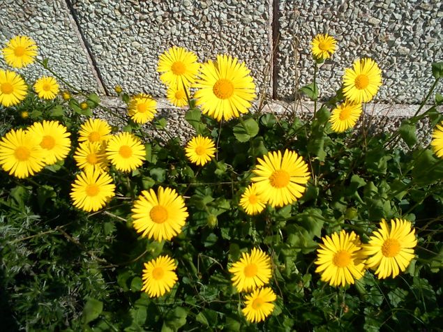 Blir glad av gula blommor-ja allt gult