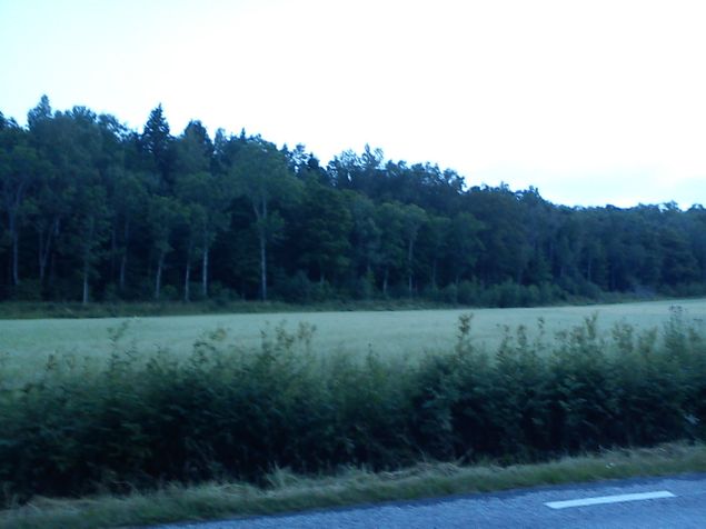 I närheten av Vinäs fick jag se ett gäng vildsvin vid skogskanten och det var minst 8 st och det är inte så ofta man kan se dem så