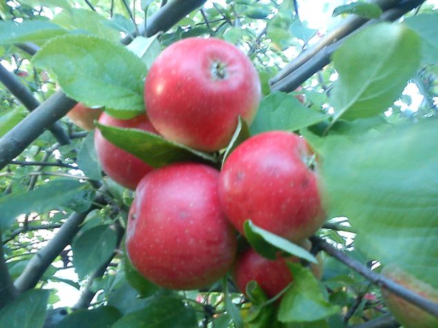 Äpplen i trädet innan nedplockning