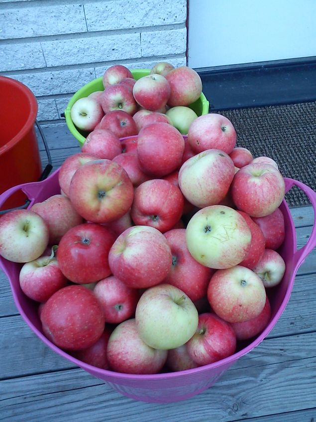 Nedplockade vackra röda äpplen