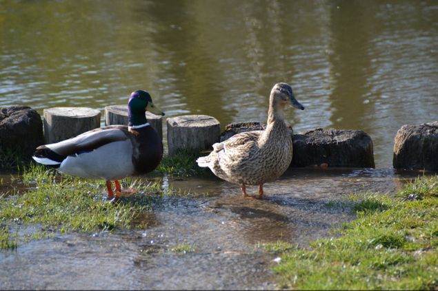 Fåglarna gillade att dricka och bada i det rena vattnet från en vattenläcka som var i slottsparken i Drottningholm.